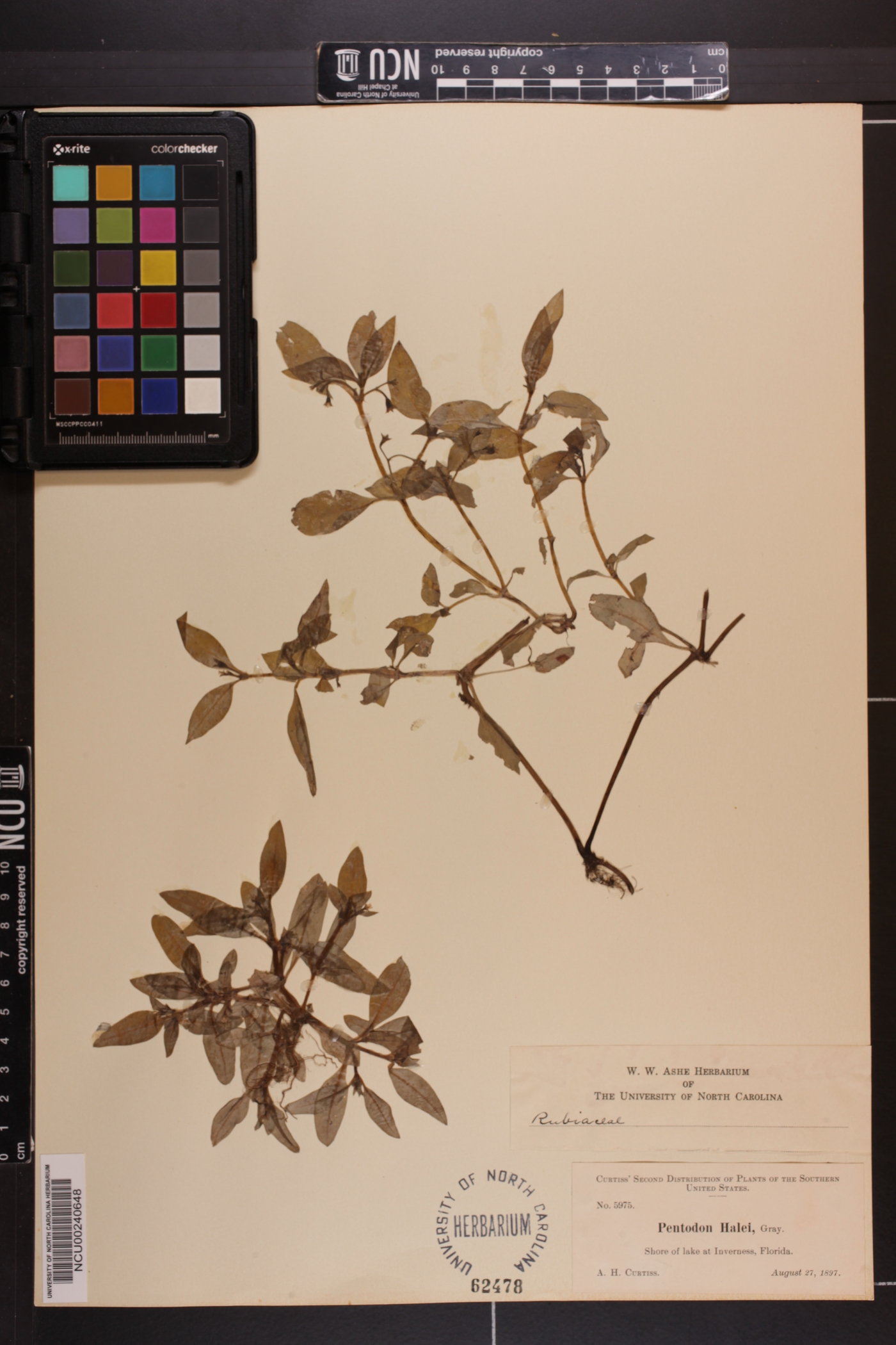 Pentodon pentandrus image
