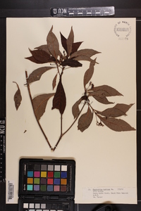 Psychotria nervosa image