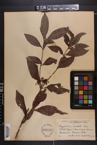 Psychotria undata image