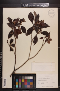 Psychotria bahamensis image