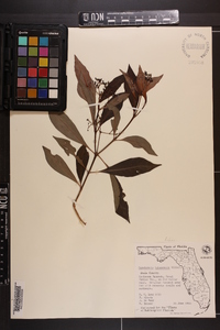 Psychotria bahamensis image