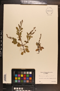 Veronica officinalis image