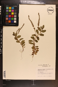 Veronica officinalis image