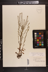 Myosotis verna image