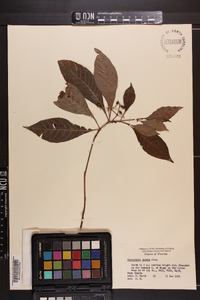 Psychotria undata image