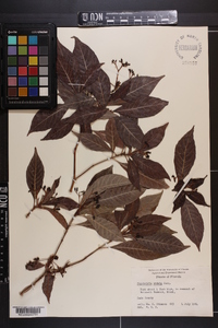 Psychotria undata image