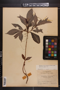 Psychotria undata image