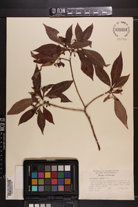 Psychotria undata image