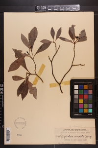 Psychotria undata image