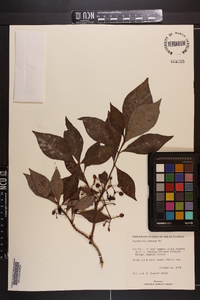 Psychotria nervosa image