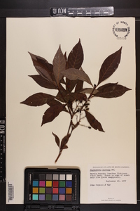 Psychotria nervosa image