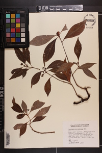 Psychotria nervosa image