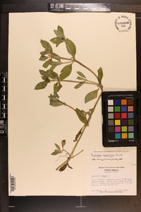 Richardia brasiliensis image