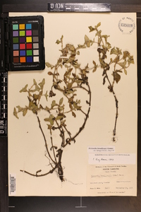 Richardia brasiliensis image