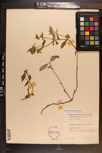 Richardia brasiliensis image