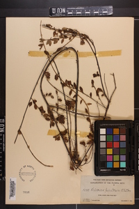 Chiococca pinetorum image