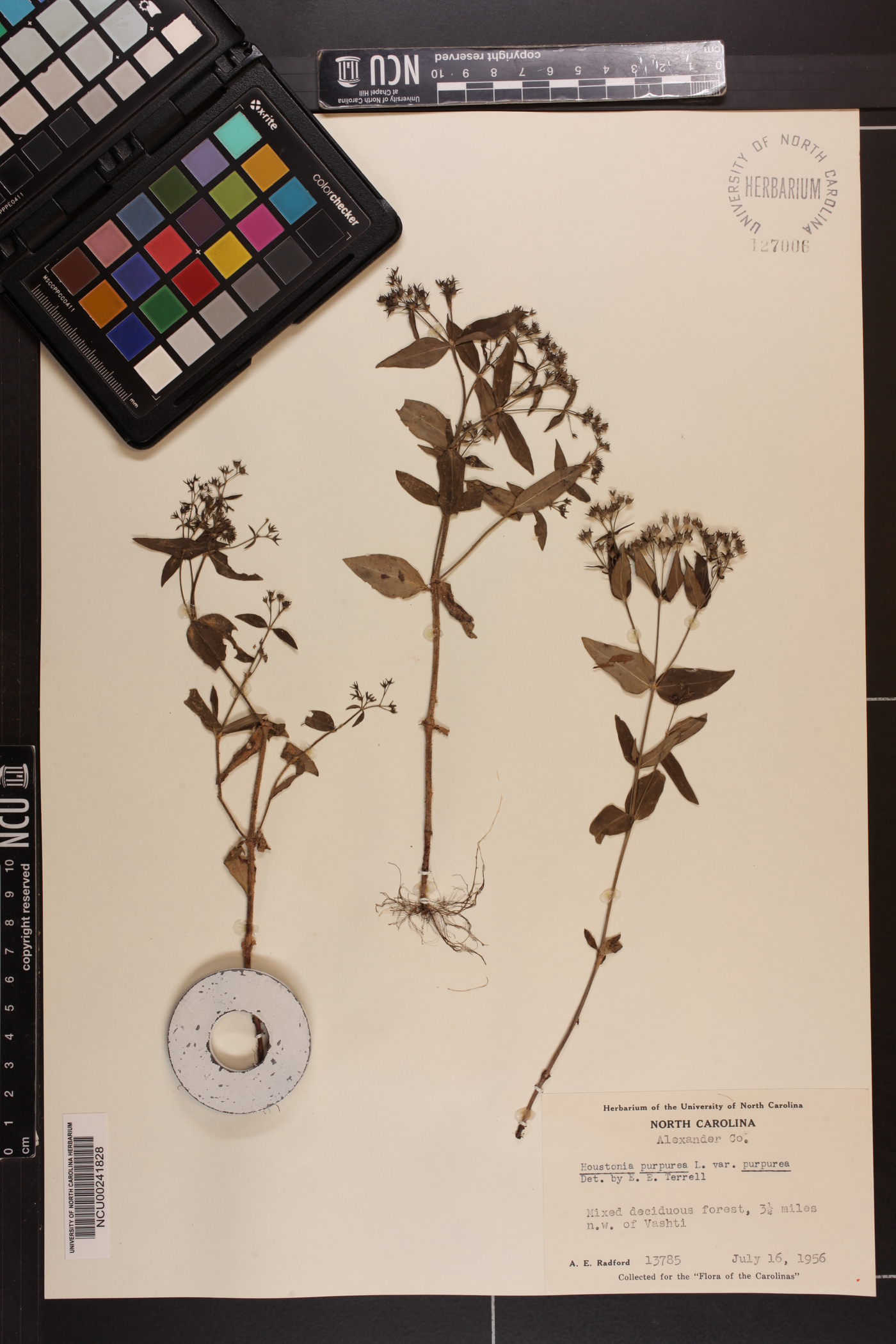 Houstonia purpurea var. pubescens image