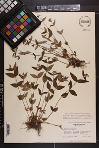 Houstonia purpurea image