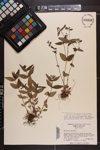 Houstonia purpurea image