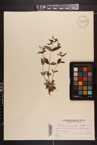 Houstonia purpurea image