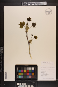Liriodendron tulipifera var. tulipifera image