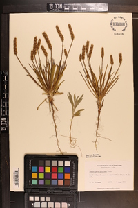 Plantago wrightiana image