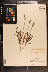 Plantago wrightiana image