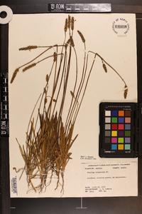 Plantago wrightiana image