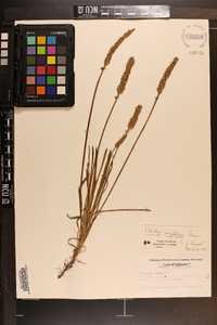 Plantago wrightiana image