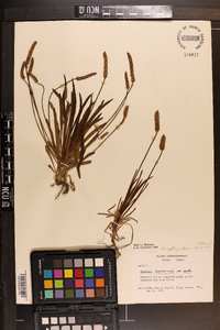 Plantago wrightiana image