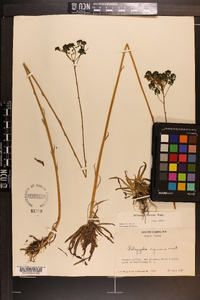 Polygala cymosa image