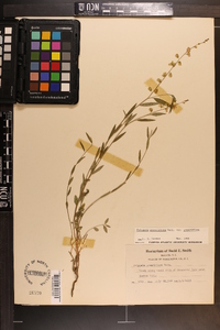 Polygala grandiflora image