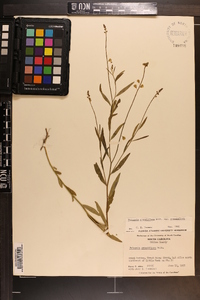 Polygala grandiflora image