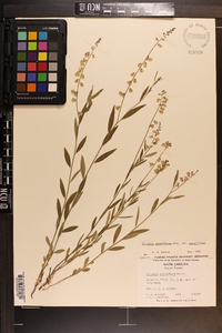 Polygala grandiflora image