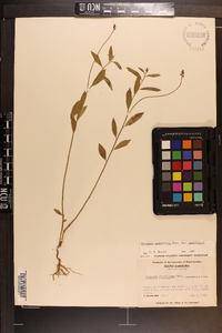 Asemeia grandiflora image