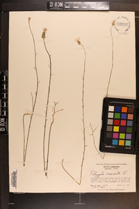 Polygala incarnata image