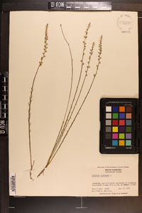 Polygala incarnata image