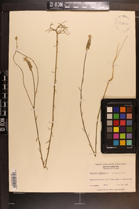 Polygala incarnata image