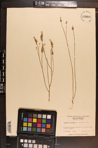 Polygala incarnata image