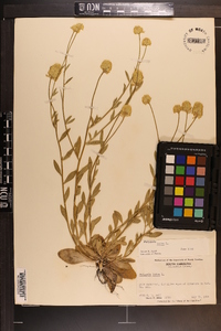 Polygala lutea image