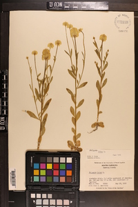 Polygala lutea image