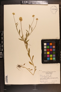 Polygala lutea image