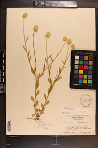 Polygala lutea image