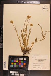 Polygala lutea image