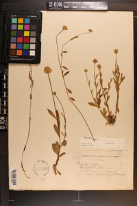 Polygala lutea image