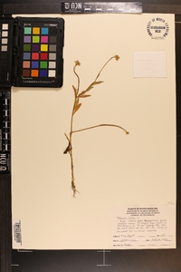 Polygala lutea image