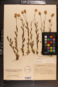 Polygala lutea image