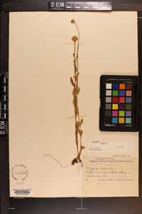 Polygala lutea image