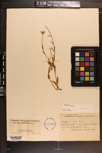 Polygala lutea image