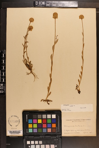 Polygala lutea image